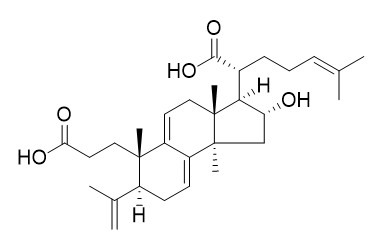 Poricoic acid B 茯苓酸B CAS:137551-39-4
