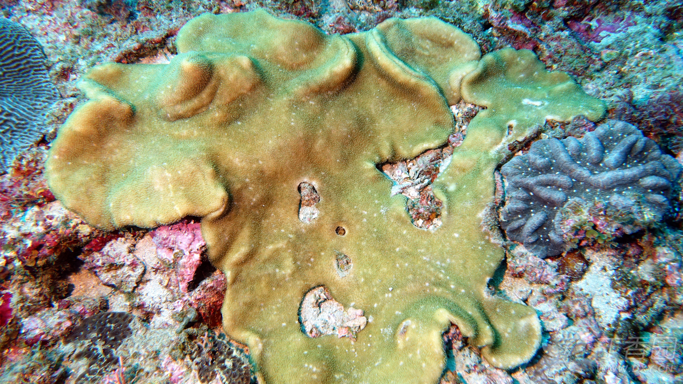 台湾新命名7种八放珊瑚 动植物与海洋生物 丁香园论坛 台湾新命名7种八放珊瑚 动植物与海洋生物 丁香园论坛