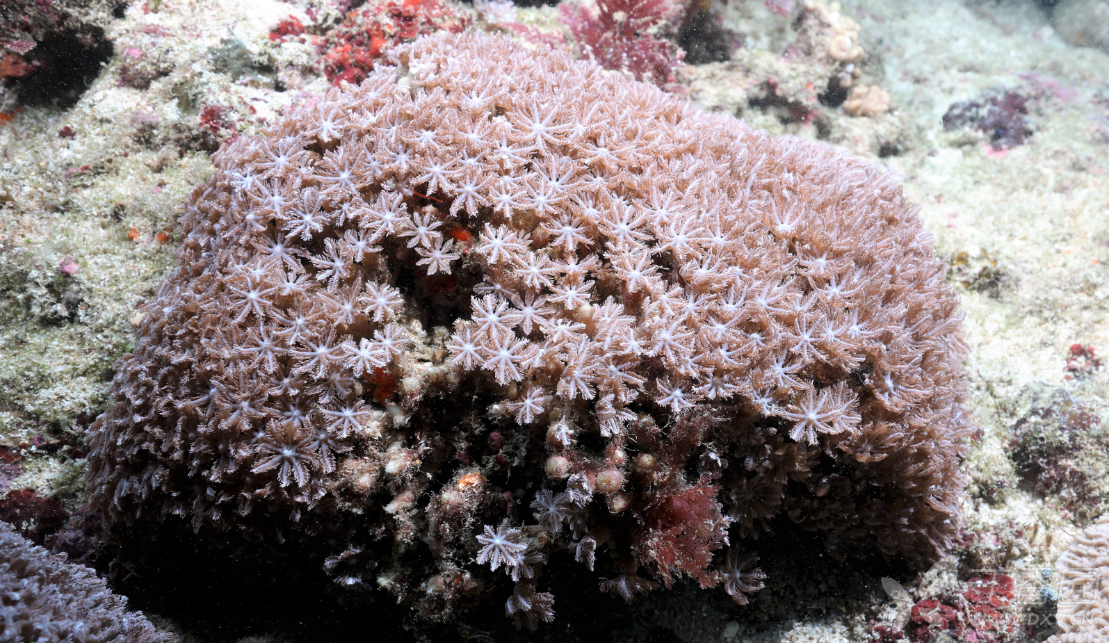 台湾新命名7种八放珊瑚