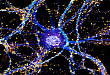 神经培养基及其添加物