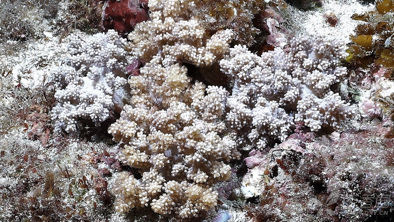 台湾新命名7种八放珊瑚 动植物与海洋生物 丁香园论坛