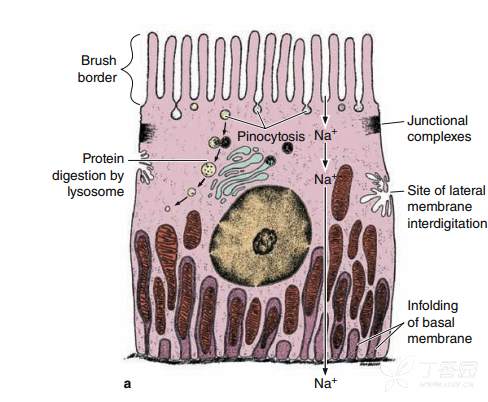 【求助】 关于继发性主动转运(小肠上皮细胞对葡萄糖的吸收)