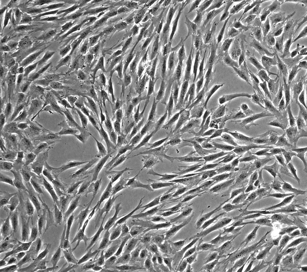 PC-12大鼠肾上腺嗜铬细胞瘤细胞