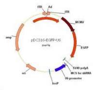 pRNA-H1.1/Adeno载体