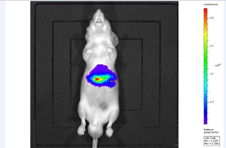 荧光素酶基因标记的肝癌细胞(HepG2-luc)原位成瘤裸鼠模型