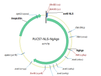 RNAi-Ready pSIREN-RetroQ载体