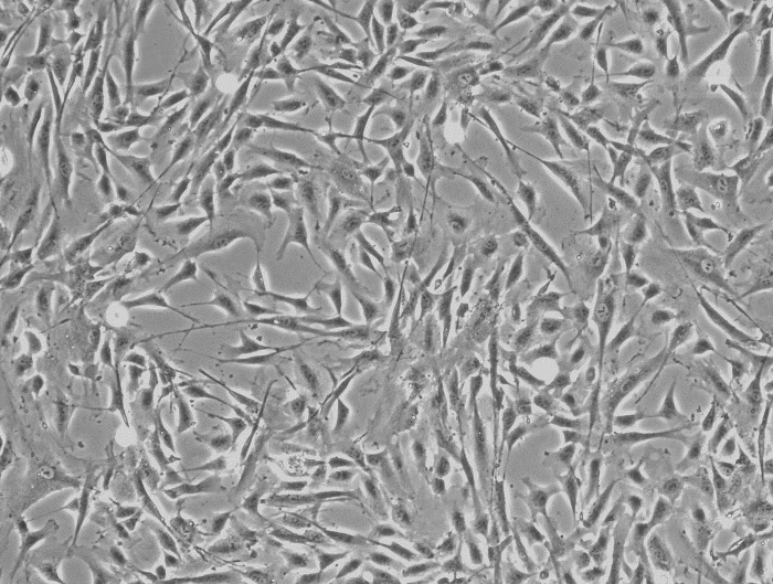 SK-N-SH人神经母细胞瘤细胞(通过STR鉴定)