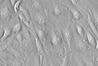 SCF白鲢尾鳍细胞