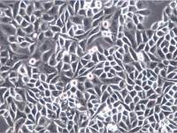 5-8F细胞、5-8F细胞株、5-8F细胞系