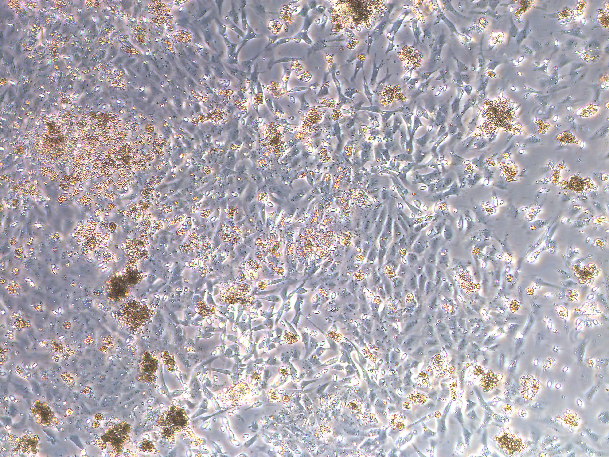 鸭肝细胞