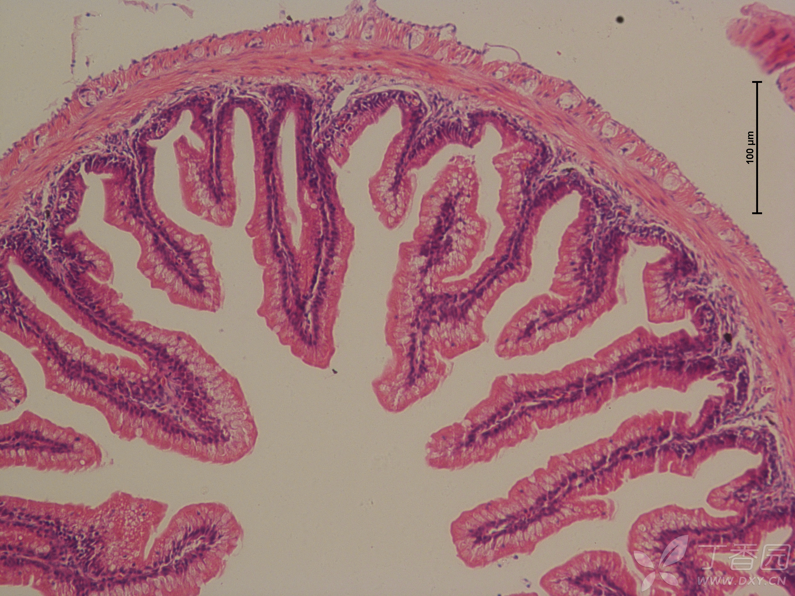 小肠横切显微镜图图片