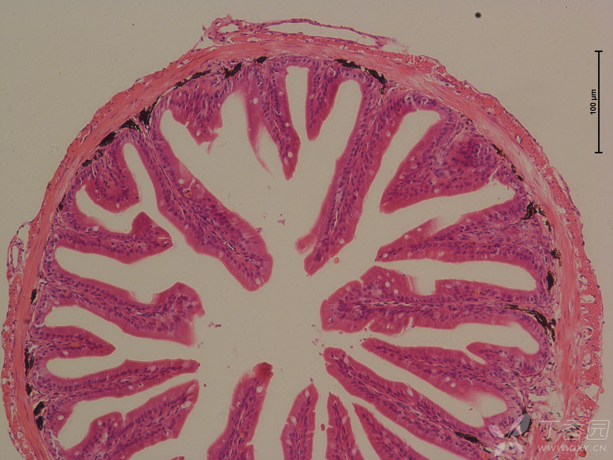 鱼类肠道he切片,求大佬指点
