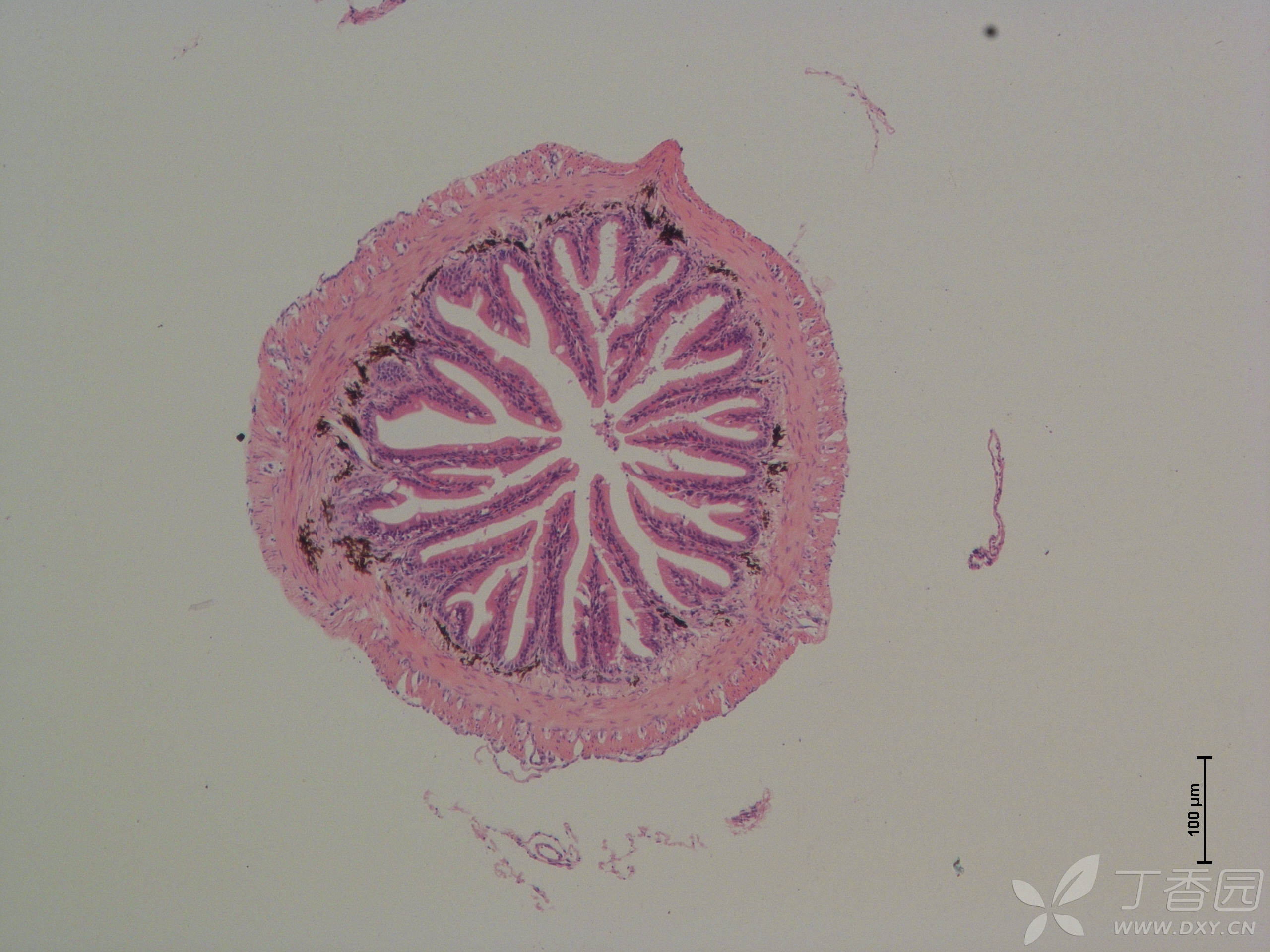鱼类肠道he切片,求大佬指点