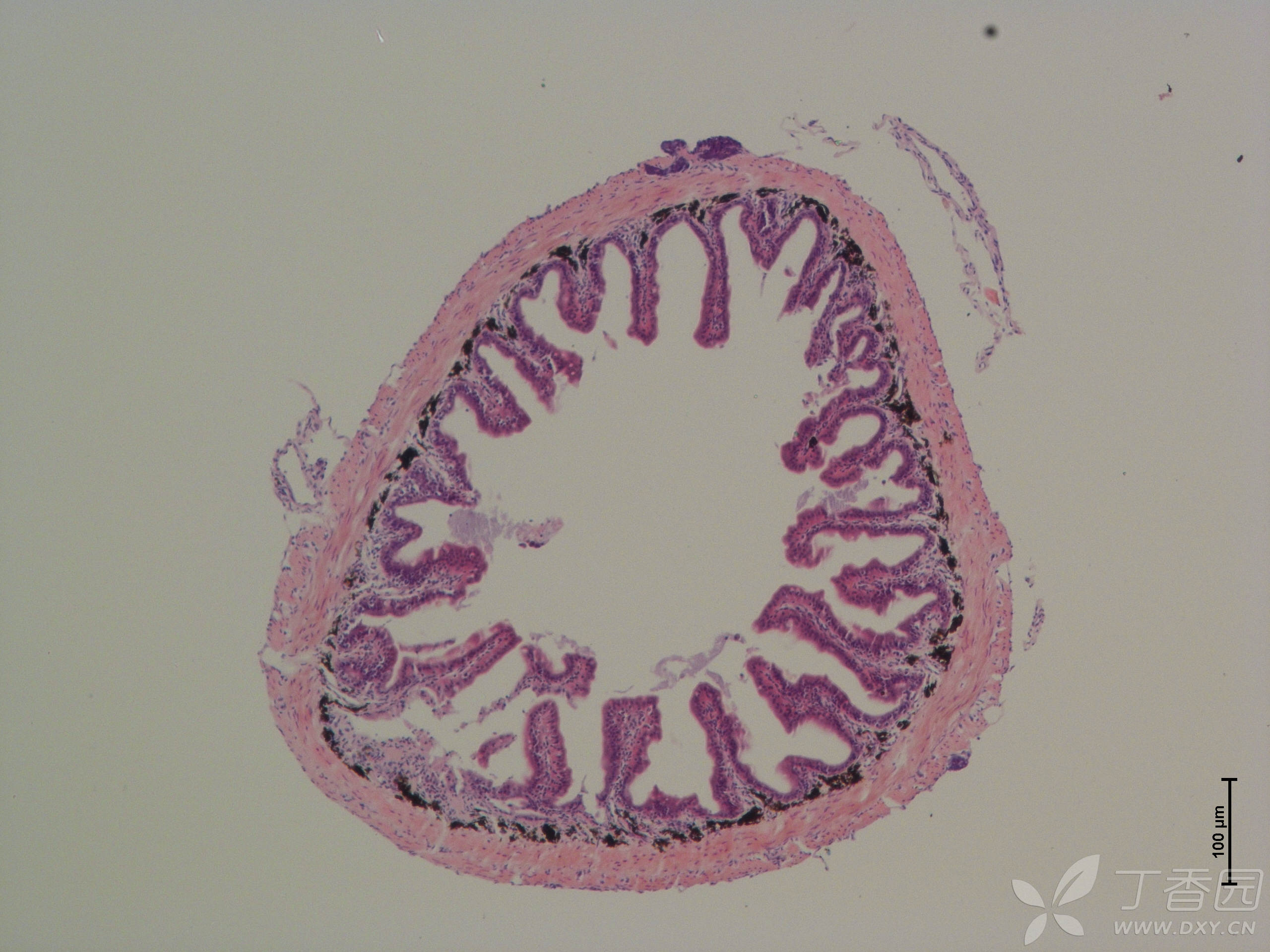 鱼类肠道he切片,求大佬指点