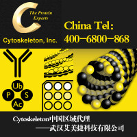 FtsZ 蛋白 （重组金黄色葡萄球菌 带 6xHis 标签）|FtsZ Protein (Staphylococcus aureus recombinant plus 6xHis tag)