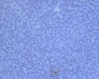 IHC病理学检测技术服务