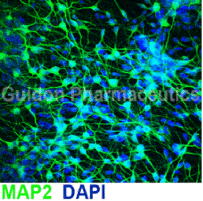 细胞生物学方面实验