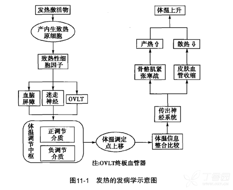负调节介质:中枢解热介质主要包括精氨酸加压素(avp),黑素细胞刺激素