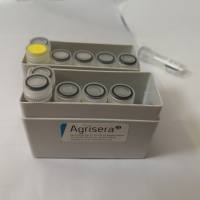 拟南芥ATP依赖Clp蛋白酶水解亚基6多克隆抗体