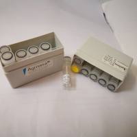 拟南芥核帽结合蛋白亚基2多克隆抗体