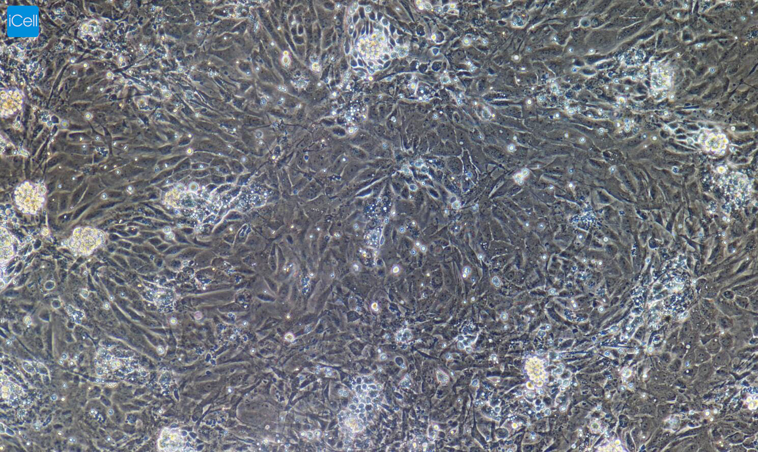 大鼠食管上皮细胞/免疫荧光鉴定/镜像绮点（Cellverse）