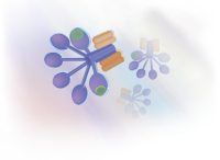 Polyclonal Antiserum to SC5b-9 Protein