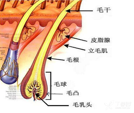 图2示毛囊和皮脂腺