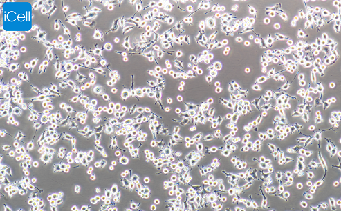 BV2  小鼠小胶质细胞 种属鉴定