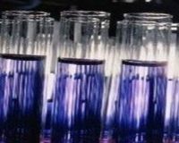 Anti-BECN1/Beclin1/ATG6抗体