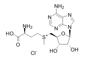 S-(5'-Adenosyl)-L-methionine chloride S-(5'-腺苷基)-L-氯化蛋氨酸 CAS:24346-00-7