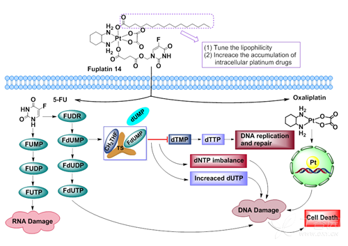 奥沙利铂和氟尿嘧啶图片