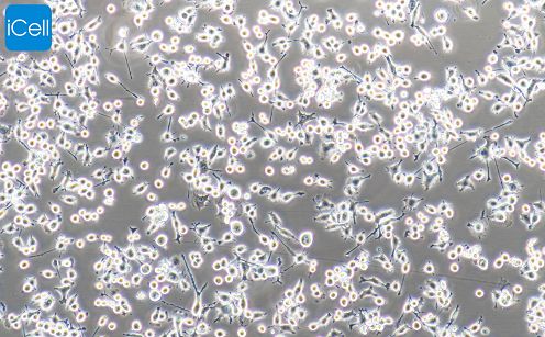 BV2 小鼠小胶质细胞/STR鉴定