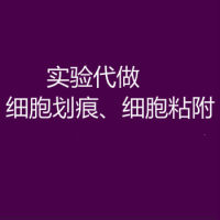 细胞划痕、细胞粘附实验代做报价