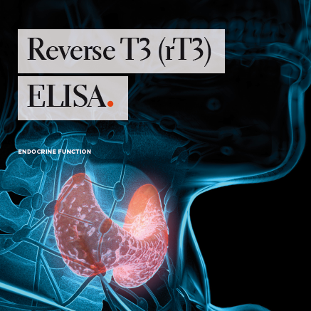 Reverse T3 (rT3) ELISA