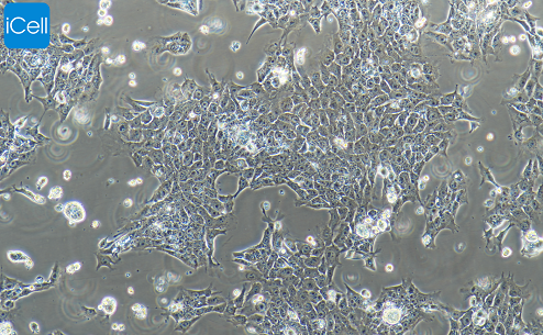 MB49 小鼠膀胱癌细胞  种属鉴定