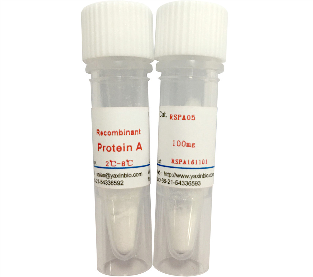耐碱重组蛋白A 纯化抗体亲和柱