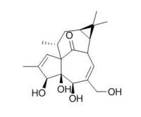 Ingenol 巨大戟醇 CAS:30220-46-3