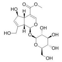 Feretoside 鸡矢藤次苷甲酯 CAS:27530-67-2