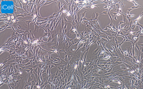 C2C12 小鼠成肌细胞/种属鉴定/赛百慷（iCell）
