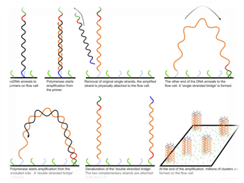 测序数据不好？是不是建库出了问题？！