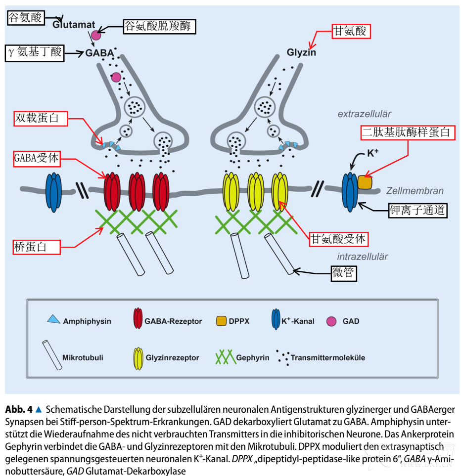 关于肌张力增高的一点思考(二)