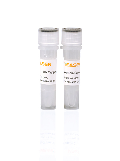 牛痘病毒mRNA加帽酶（mRNA Vaccinia Capping Enzyme GMP-grade） 10U/μL