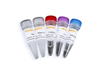 Hifair Ⅱ cDNA第一链合成即用型预混液 (gDNA digester plus)[可申请试用]