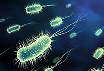 大腸桿菌蛋白表達服務