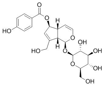 6-O-p-Hydroxybenzoylaucubin 6-O-对羟基苯甲酰基桃叶珊瑚苷 CAS:1016987-87-3