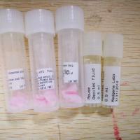 拟南芥核糖体蛋白S37多克隆抗体