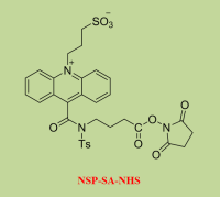 吖-啶盐（NSP-SA-NHS）