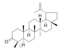 Lupenone 羽扇烯酮 CAS:1617-70-5