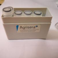 拟南芥核糖体蛋白S12多克隆抗体