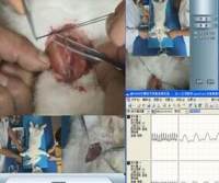 离体组织灌流装置、四组离体组织灌流系统